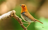 Lovely spring bird wallpaper #20