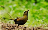 Lovely spring bird wallpaper #21