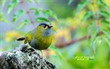 Lovely spring bird wallpaper #22