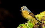 Lovely spring bird wallpaper #23