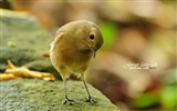 Lovely spring bird wallpaper #25