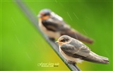 Lovely spring bird wallpaper #26