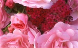 Flowers close-up (7) #6