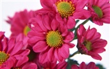 Flowers close-up (8) #13