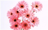 Flowers close-up (8) #19