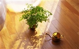 Indoor Still Life Wallpaper Album (2) #8