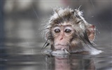 National Geographic Bilder Animal Artikel (3) #10