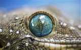 National Geographic Bilder Animal Artikel (3) #19