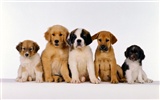 Puppy Photo HD wallpapers (1) #1