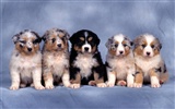 Puppy Photo HD wallpapers (1) #2