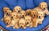 Puppy Photo HD wallpapers (1) #3