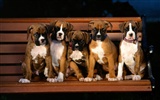 Puppy Photo HD wallpapers (1) #5