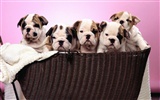 Puppy Photo HD wallpapers (1) #6