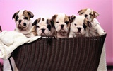 Puppy Photo HD Wallpaper (1) #6