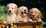 Puppy Photo HD Wallpaper (1)