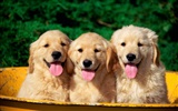 Puppy Photo HD Wallpaper (1) #10