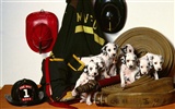 Puppy Photo HD Wallpaper (1) #13