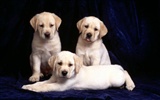 Puppy Photo HD Wallpaper (1) #20