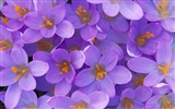 Flowers close-up (9) #9