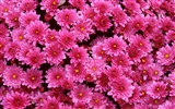 Flowers close-up (9) #19