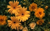 Flowers close-up (10) #17