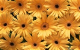 Flowers close-up (10) #18