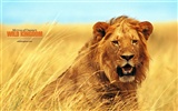 Wild Animal Kingdom Wallpapers #11