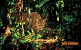 Wild Animal Kingdom Wallpapers #15