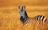 Wild Kingdom Animal Wallpapers #24