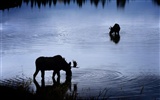 National Geographic Tapety zvířat články (4) #10