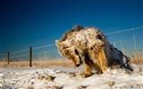 National Geographic Tapety zvířat články (4) #12