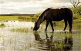 National Geographic Tapety zvířat články (4) #13