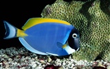 Цветной альбомы тропических рыб обои #14
