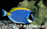 Colorful tropical fish wallpaper albums #14