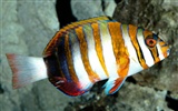 barevné tropické ryby wallpaper alba