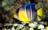 Colorful tropical fish wallpaper albums #20