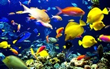Цветной альбомы тропических рыб обои #23