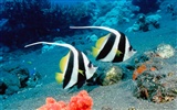 Цветной альбомы тропических рыб обои #26
