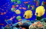 Цветной альбомы тропических рыб обои #27