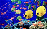 カラフルな熱帯魚の壁紙アルバム #27