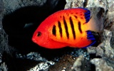 Colorful tropical fish wallpaper albums #1