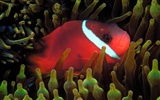 Цветной альбомы тропических рыб обои #10