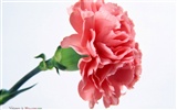 Mother's Day of the carnation wallpaper albums #6