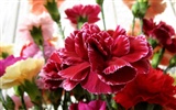 Mother's Day of the carnation wallpaper albums #8