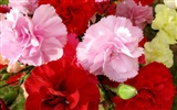 Mother's Day of the carnation wallpaper albums #9