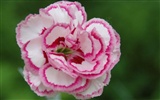 Mother's Day of the carnation wallpaper albums #18