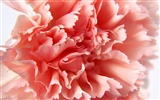 Mother's Day of the carnation wallpaper albums #19
