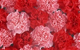 Mother's Day of the carnation wallpaper albums #20