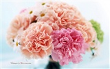 Mother's Day of the carnation wallpaper albums #22