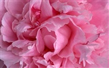Mother's Day of the carnation wallpaper albums #25